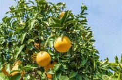 柑橘树施肥时期