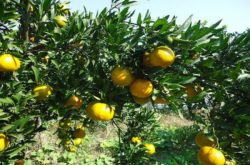 适宜种植柑橘的产地