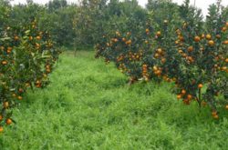种植五十亩柑橘大概多少费用？
