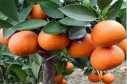 柑橘幼苗施肥与管理