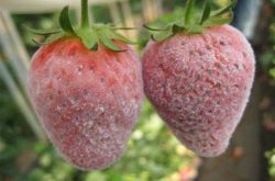 草莓白粉病的危害是怎样的？