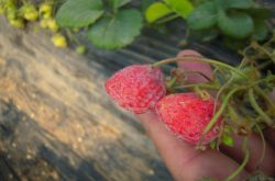 草莓白粉病应该用什么细菌药好？