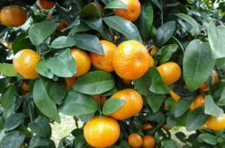 柑橘种植面积不断减少的原因