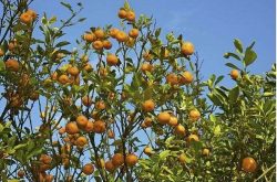 春季柑橘种植技术要点