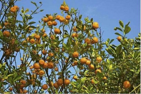春季柑橘种植技术