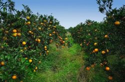 柑橘种植面临的病虫害的防治措施