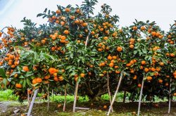 象山柑橘种植技术要点