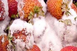 草莓软腐病特效药有哪些？