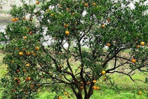 柑橘树易得哪些病