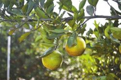 柑橘煤污病的防治方法