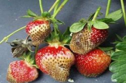 草莓革腐病怎么防治？