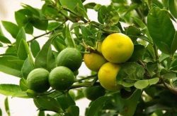 连霉素防治柑橘树脂病