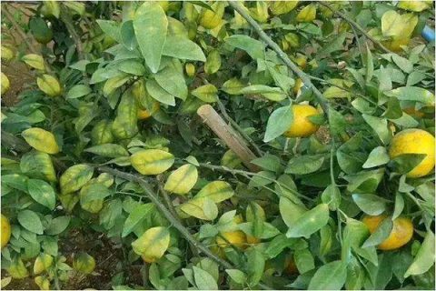 柑橘树叶面施肥技术