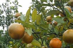 柑橘炭疽病的防治