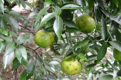 柑橘的种植和管理方法