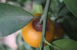柑橘孢链格黑斑病