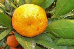 四环素能治柑橘黄龙病吗