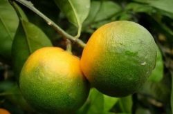 如何规模化柑橘种植
