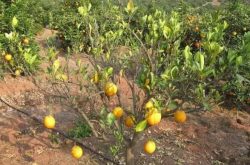 柑橘衰退的因素以及如何辨别