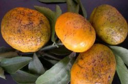 柑橘沙皮病病原的原因有哪些