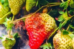 草莓育苗怎么预防土传病