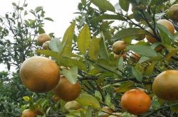 柑橘黄龙病检测方法有哪些