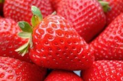 草莓蓟马病是什么原因导致的？