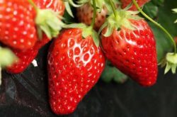草莓染病的防治方法有哪些？