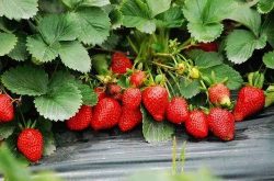 草莓青枯病是什么引起的？