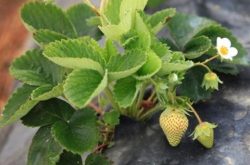 草莓苗期白化病是什么？