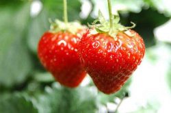 草莓肥害怎么办？