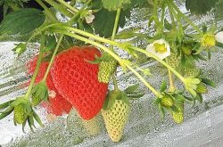 红土适合种植草莓吗？