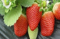 大棚适合种植什么草莓品种及怎么种植