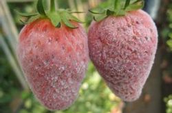 草莓白粉病怎么形成的