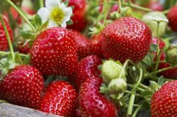 草莓几月份施肥最好？