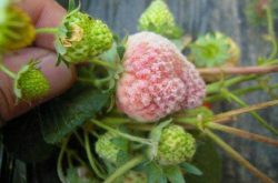草莓白粉病严重是缺什么元素吗？