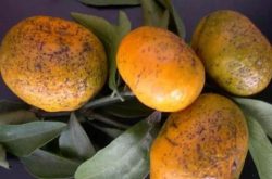 柑橘黄龙病与叶片缺镁的区别