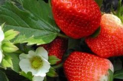 大棚草莓如何育苗