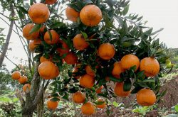 柑橘苗疫病管理技术