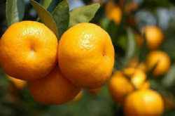 中国柑橘业种植品种有哪些