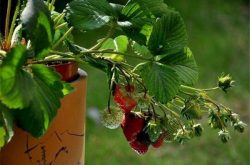 买的草莓苗怎样种植