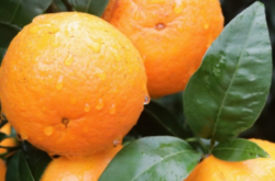 南宁沃柑橘怎么种植