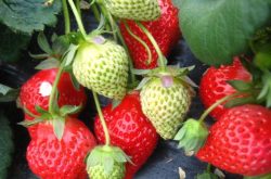 草莓种植需要摘心吗