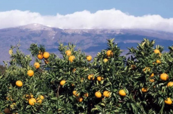 柑橘种植对地理气候有什么要求