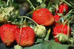 为什么种植草莓那么赚钱