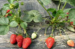 草莓树长白粉是什么病