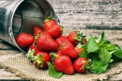 草莓是春天种植的吗