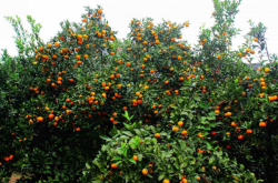 柑橘黄龙病传播途径