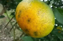6月柑橘病害