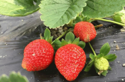 奶油草莓苗怎么种植方法